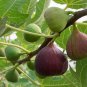 Common Fig Ficus carica 100 Seeds