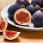 Common Fig Ficus carica 100 Seeds