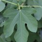 Common Fig Ficus carica 100 Seeds
