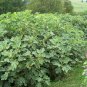 Common Fig Ficus carica 100 Seeds