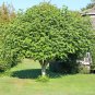 Common Fig Ficus carica 100 Seeds