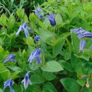 Solitary Clematis 10 Seeds Clematis integrifolia Solitary Clematis 10 Seeds Clematis integrifolia