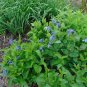 Solitary Clematis 10 Seeds Clematis integrifolia