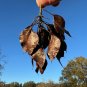 Water Locust 5 Seeds Gleditsia aquatica
