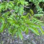 Water Locust 5 Seeds Gleditsia aquatica