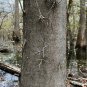 Water Locust 5 Seeds Gleditsia aquatica