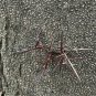 Water Locust 5 Seeds Gleditsia aquatica