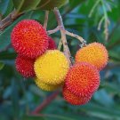 Strawberry Tree 20 Arbutus unedo Strawberry Tree 20 Arbutus unedo