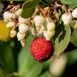 Strawberry Tree 20 Arbutus unedo