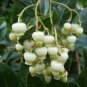 Strawberry Tree 20 Arbutus unedo
