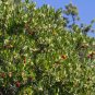 Strawberry Tree 20 Arbutus unedo