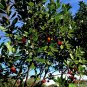 Strawberry Tree 20 Arbutus unedo