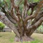 Strawberry Tree 20 Arbutus unedo