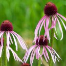 Pale Purple Coneflower 100 Seeds Echinacea pallida Pale Purple Coneflower 100 Seeds Echinacea pallida