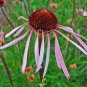 Pale Purple Coneflower 100 Seeds Echinacea pallida
