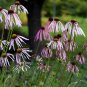 Pale Purple Coneflower 100 Seeds Echinacea pallida
