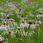 Pale Purple Coneflower 100 Seeds Echinacea pallida