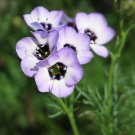 Tricolor Gilia Bird’s Eyes Gilia tricolor 100 Seeds Tricolor Gilia Bird’s Eyes Gilia tricolor 100 Seeds
