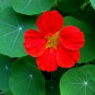 Red Nasturtium 20 Seeds Tropaeolum majus Red Nasturtium 20 Seeds Tropaeolum majus
