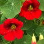 Red Nasturtium  20 Seeds  Tropaeolum majus
