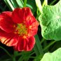 Red Nasturtium  20 Seeds  Tropaeolum majus