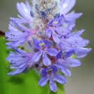 Pickeralweed Pontederia cordata 100 Seeds Pickeralweed Pontederia cordata 100 Seeds