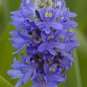 Pickeralweed Pontederia cordata 100 Seeds