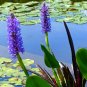 Pickeralweed Pontederia cordata 100 Seeds