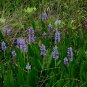 Pickeralweed Pontederia cordata 100 Seeds