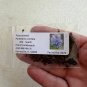 Pickeralweed Pontederia cordata 100 Seeds