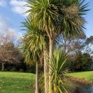 Cabbage Tree Cordyline australis 100 Seeds Cabbage Tree Cordyline australis 100 Seeds