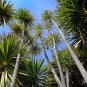 Cabbage Tree Cordyline australis 100 Seeds