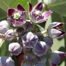 Crown Flower Giant Milkweed 20 Seeds Calotropis procera