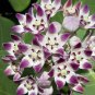 Crown Flower Giant Milkweed 20 Seeds Calotropis procera