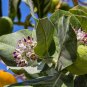 Crown Flower Giant Milkweed 20 Seeds Calotropis procera