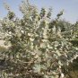 Crown Flower Giant Milkweed 20 Seeds Calotropis procera