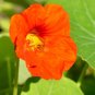 Orange Nasturtium 20 Seeds Tropaeolum majus