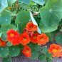 Orange Nasturtium 20 Seeds Tropaeolum majus