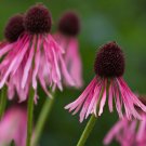Narrow-Leaved Purple Coneflower 100 Seeds Echinacea angustifolia Narrow-Leaved Purple Coneflower 100 Seeds Echinacea angustifolia