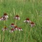 Narrow-Leaved Purple Coneflower 100 Seeds Echinacea angustifolia
