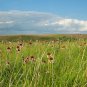 Narrow-Leaved Purple Coneflower 100 Seeds Echinacea angustifolia
