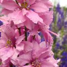 Pink Larkspur 100 Seeds Delphinium consolida Pink Larkspur 100 Seeds Delphinium consolida