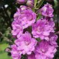 Pink Larkspur 100 Seeds Delphinium consolida