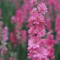 Pink Larkspur 100 Seeds Delphinium consolida