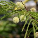 Fern of the Desert 20 Seeds Lysiloma thornberi Fern of the Desert 20 Seeds Lysiloma thornberi
