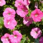 Pink Petunia 100 Seeds Petunia Grandiflora