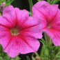 Pink Petunia 100 Seeds Petunia Grandiflora