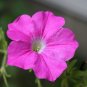 Pink Petunia 100 Seeds Petunia Grandiflora
