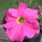Pink Petunia 100 Seeds Petunia Grandiflora