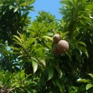 Sapodilla  Manilkara zapota  10 Seeds